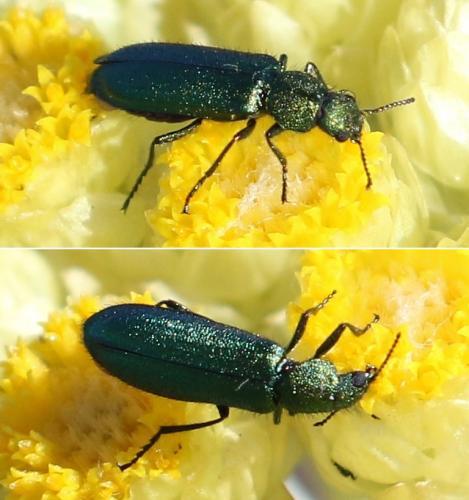Réf. 204 420 : Psilothrix viridicoerulea