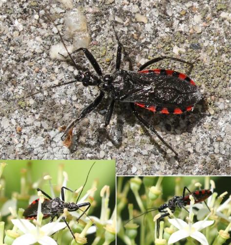 Réf. 204 427 : Sphedanolestes sanguineus