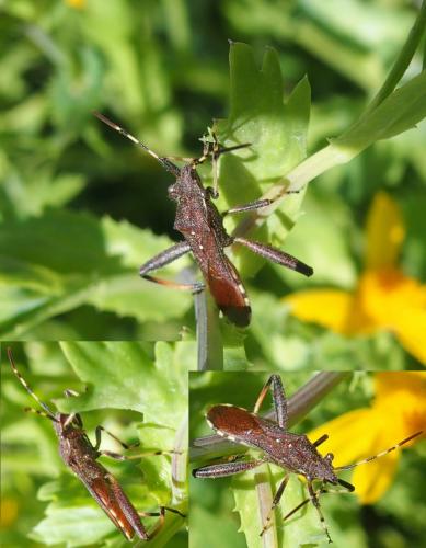 Réf. 204 266 : Camptopus lateralis