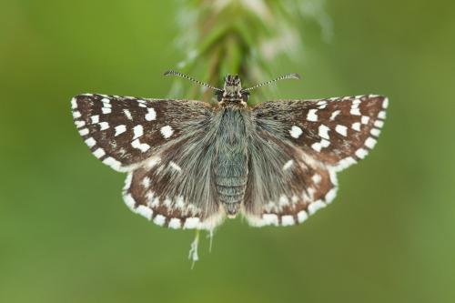 Réf. 204 906 : Pyrgus malvoides