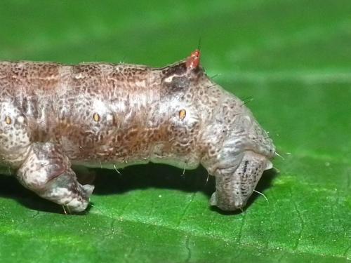 Colotois pennaria