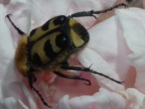 Réf. 204 989 : Trichius gallicus