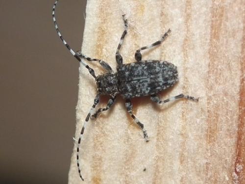 Réf. 204 990 : Aegomorphus clavipes