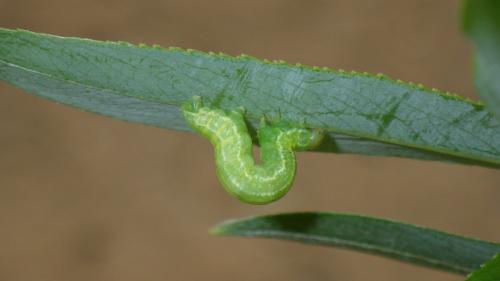 Réf. 204 733 : Operophtera brumata