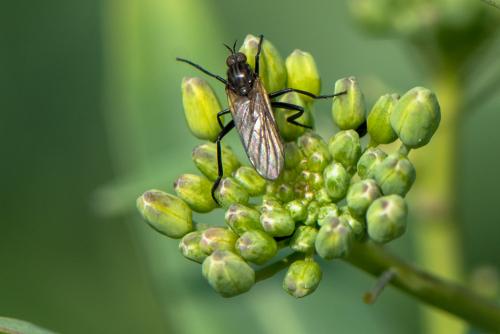 Rhamphomyia sp.