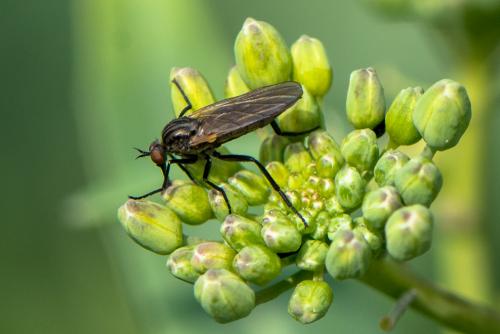 Rhamphomyia sp.