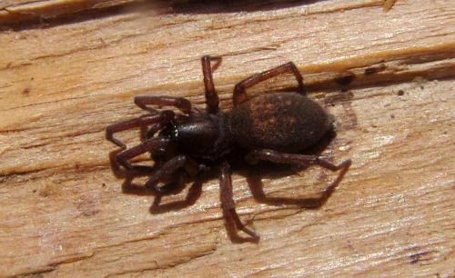 Réf. 204 536 : Haplodrassus sp.