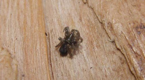 Zelotinae