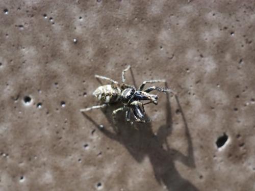 Salticus scenicus