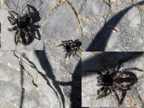 Philaeus chrysops