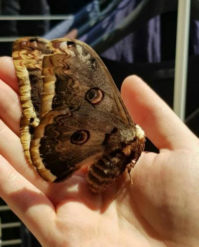 Saturnia pyri