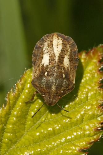 Réf. 204 572 : Eurygaster testudinaria