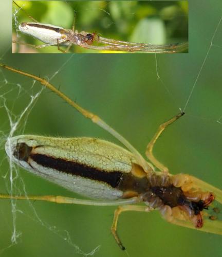Réf. 204 264 : Tetragnatha sp.