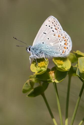 Réf. 204 387 : Polyommatus icarus