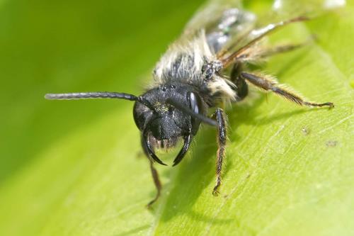 Andrena sp.