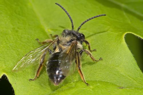Andrena sp.