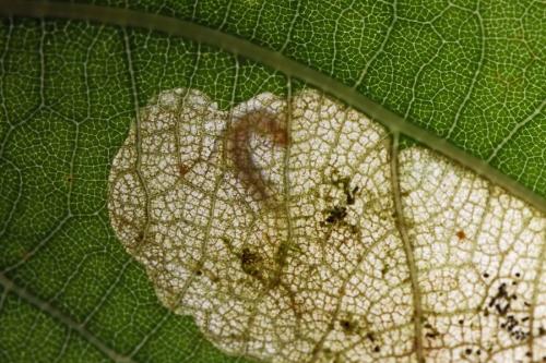 Dyseriocrania subpurpurella