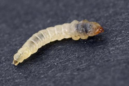Dyseriocrania subpurpurella