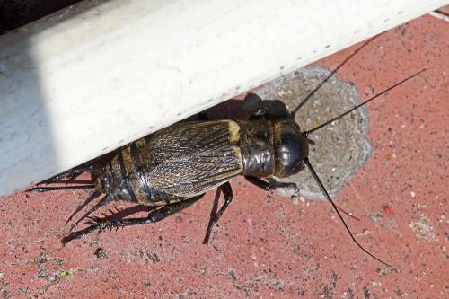 Gryllus campestris
