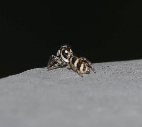 Salticus scenicus