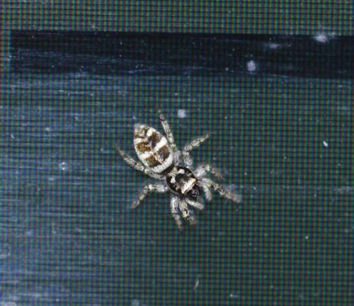 Réf. 204 603 : Salticus scenicus