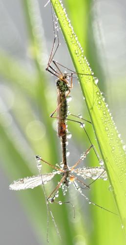 Réf. 204 860 : Nephrotoma appendiculata
