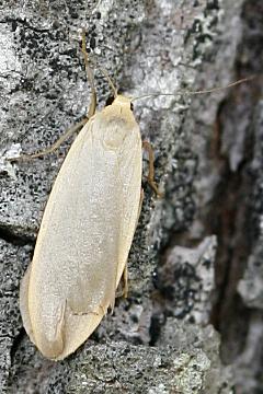 Eilema griseola