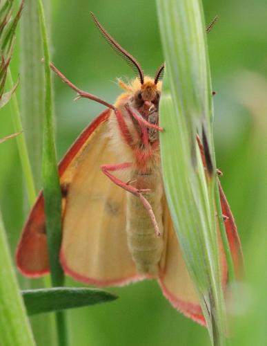 Diacrisia sannio