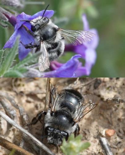 Réf. 204 398 : Anthophora sp.