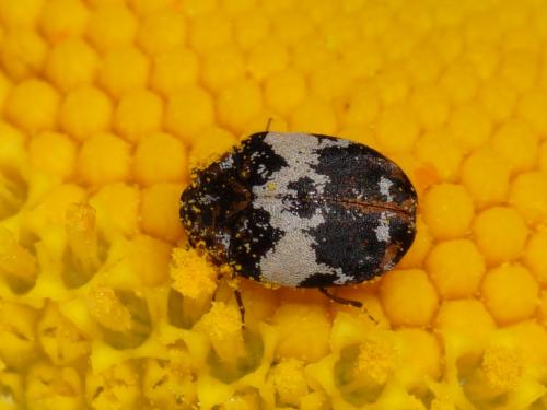 Réf. 204 723 : Anthrenus sp.
