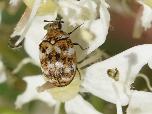 Réf. 204 887 : Anthrenus verbasci
