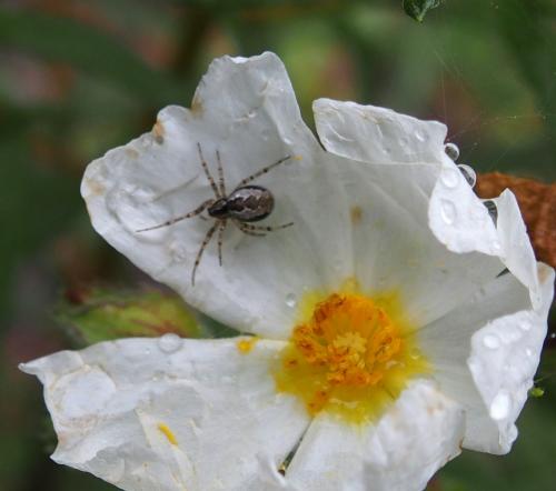 Kochiura aulica
