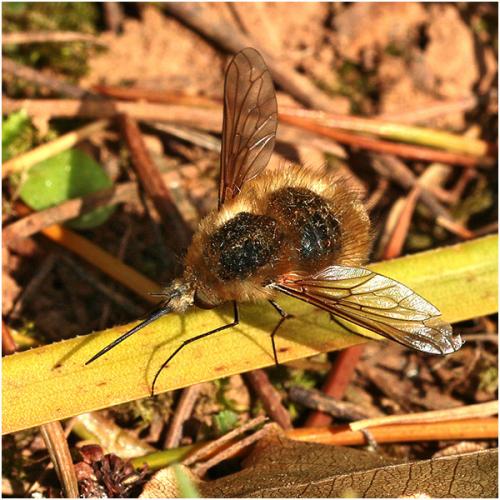 Réf. 204 824 : Bombylius sp.