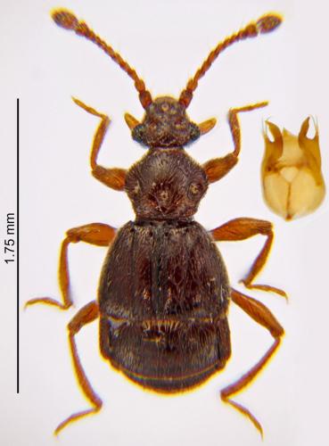 Réf. 204 454 : Brachygluta fossulata
