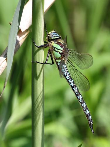 Brachytron pratense