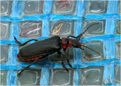 Réf. 204 406 : Cantharis rustica
