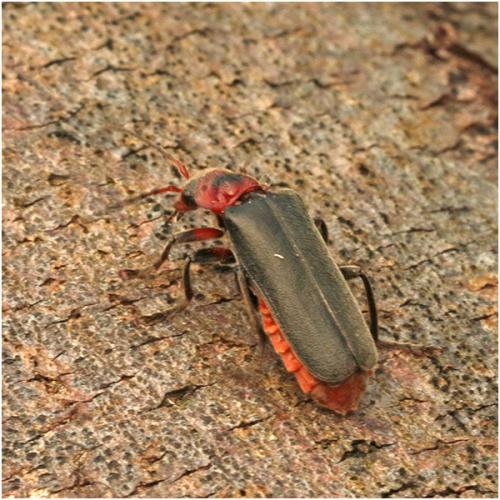 Réf. 204 484 : Cantharis rustica