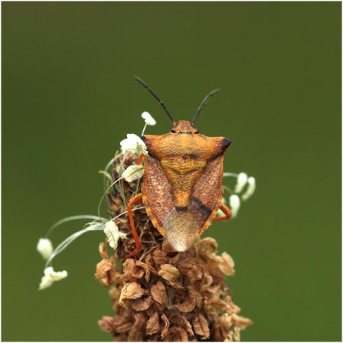 Réf. 204 107 : Carpocoris mediterraneus atlanticus