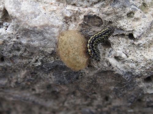 Réf. 204 319 : Heterogynis penella