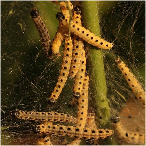 Yponomeuta sp.