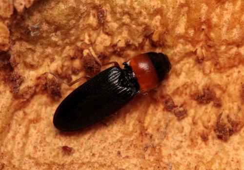 Cardiophorus anticus