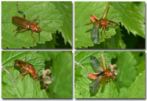Réf. 204 217 : Cantharis livida