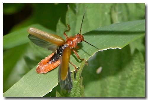 Réf. 204 216 : Cantharis livida