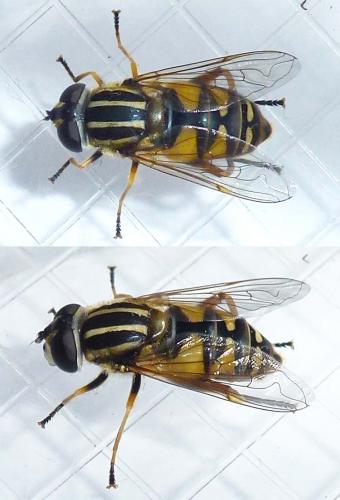 Helophilus pendulus