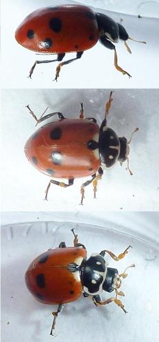 Hippodamia variegata