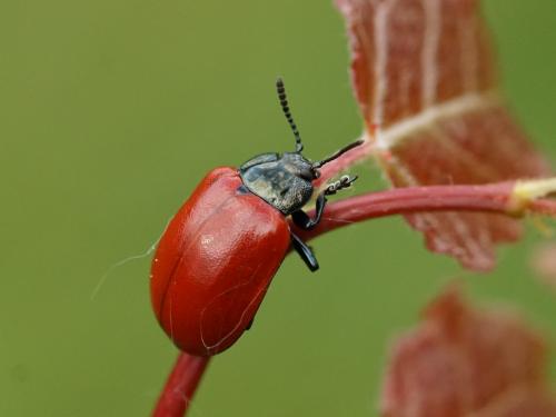 Réf. 204 512 : Chrysomela populi