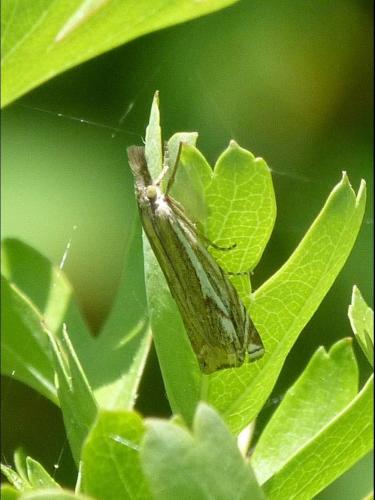 Réf. 204 314 : Crambus lathoniellus