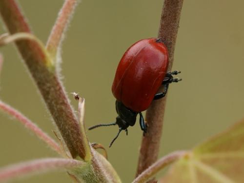 Réf. 204 513 : Chrysomela populi