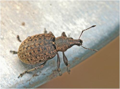 Liophloeus tessulatus