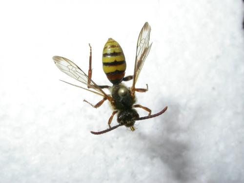 Nomada flava